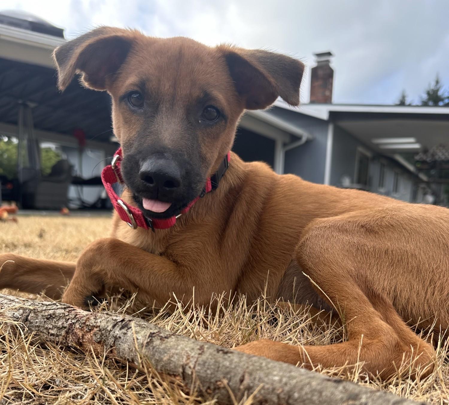 CHER, a ADOPTABLE mixed breed in Olympia, WA image 1/6