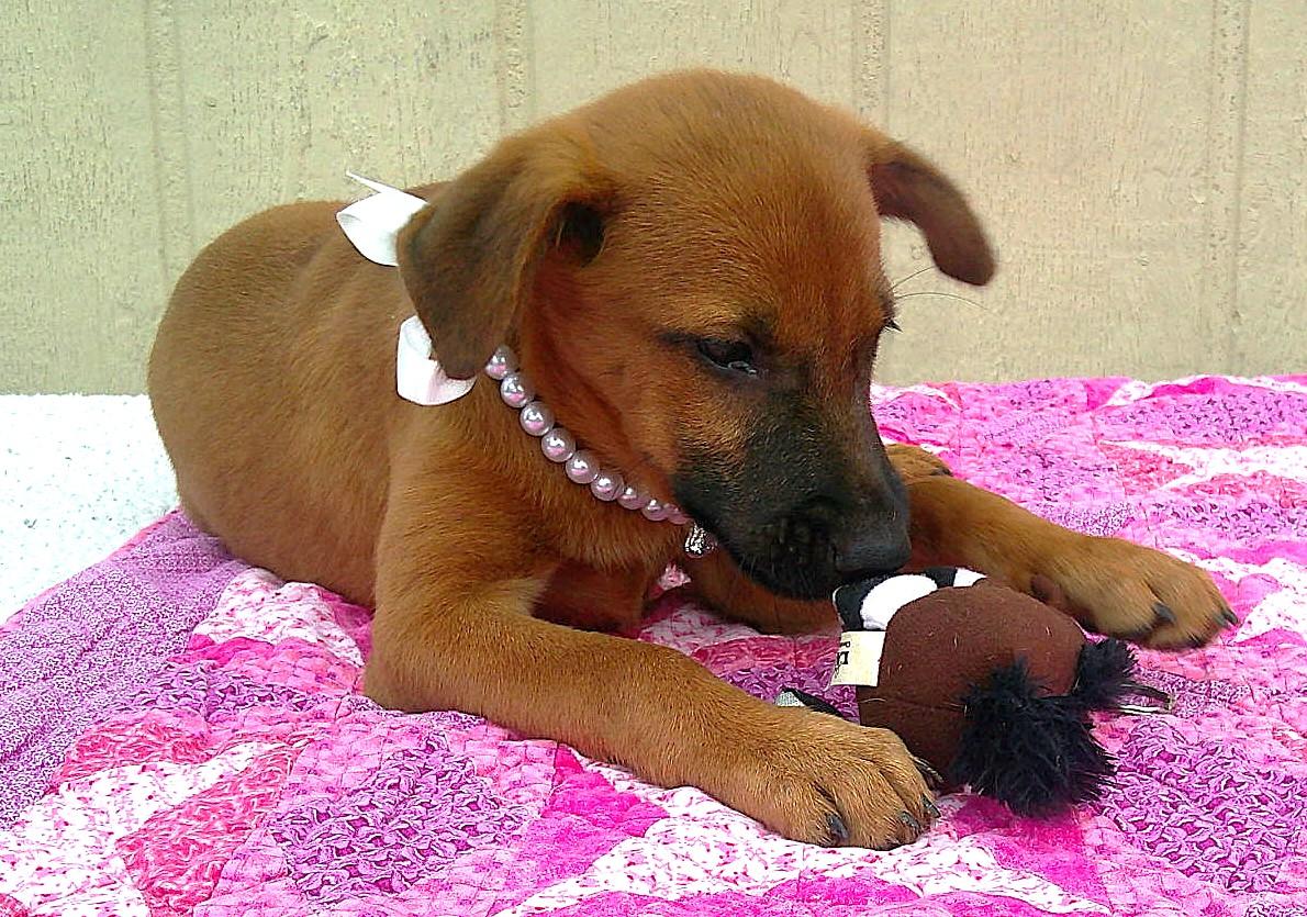 CHER, a ADOPTABLE mixed breed in Olympia, WA image 5/6