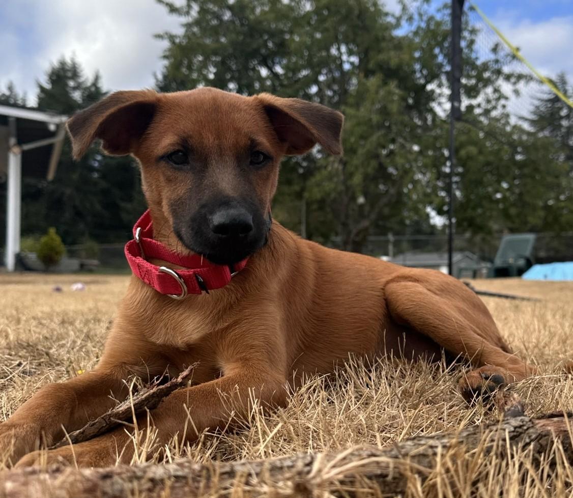CHER, a ADOPTABLE mixed breed in Olympia, WA image 6/6