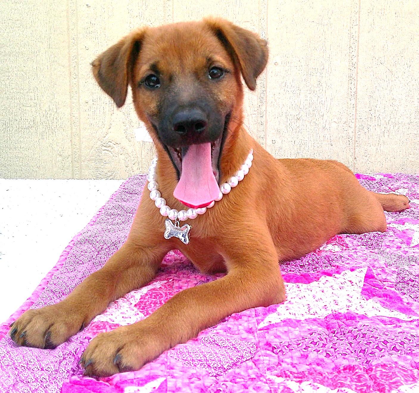CHER, a ADOPTABLE mixed breed in Olympia, WA image 2/6