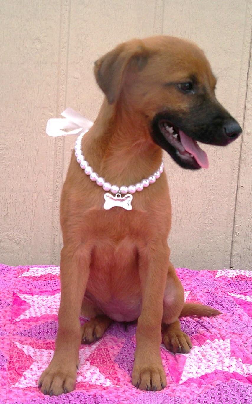 CHER, a ADOPTABLE mixed breed in Olympia, WA image 3/6