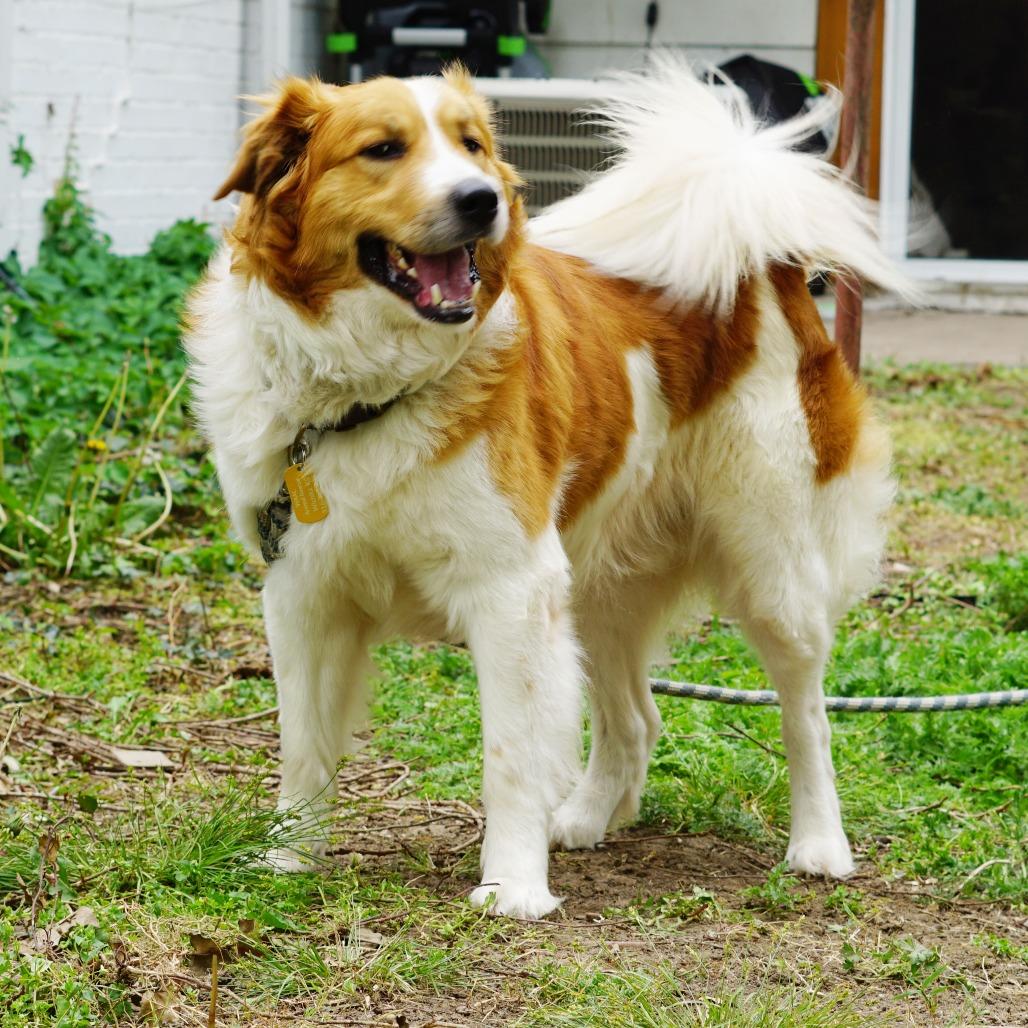 Rowdy, Adoptable, Adult Male Border Collie & Golden Retriever.