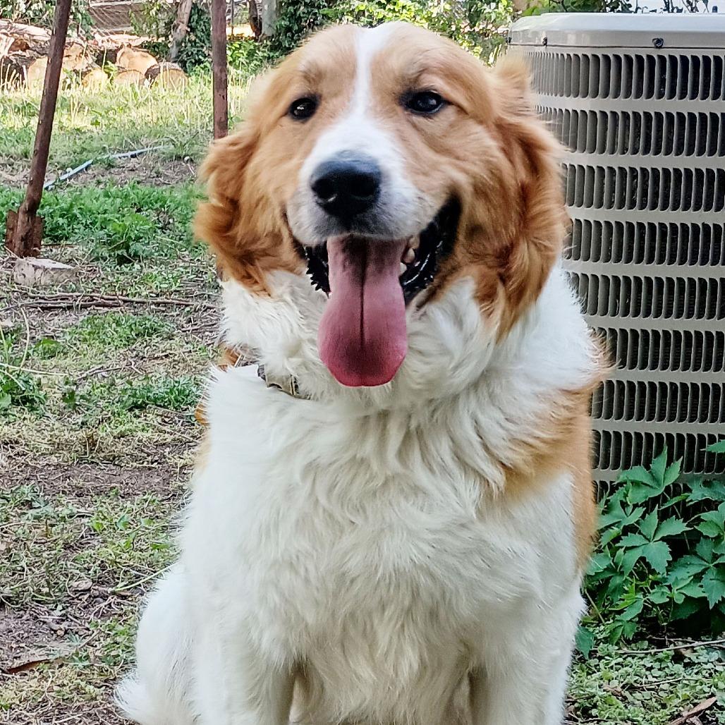 Enlarge Rowdy, a Adoptable mixed breed in Wichita, KS image 2/6