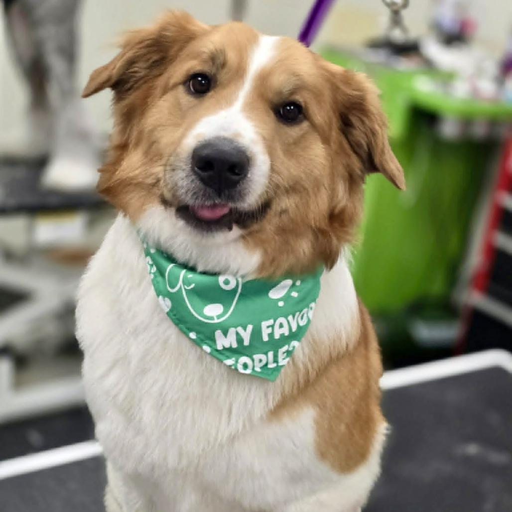 Enlarge Rowdy, a Adoptable mixed breed in Wichita, KS image 3/6