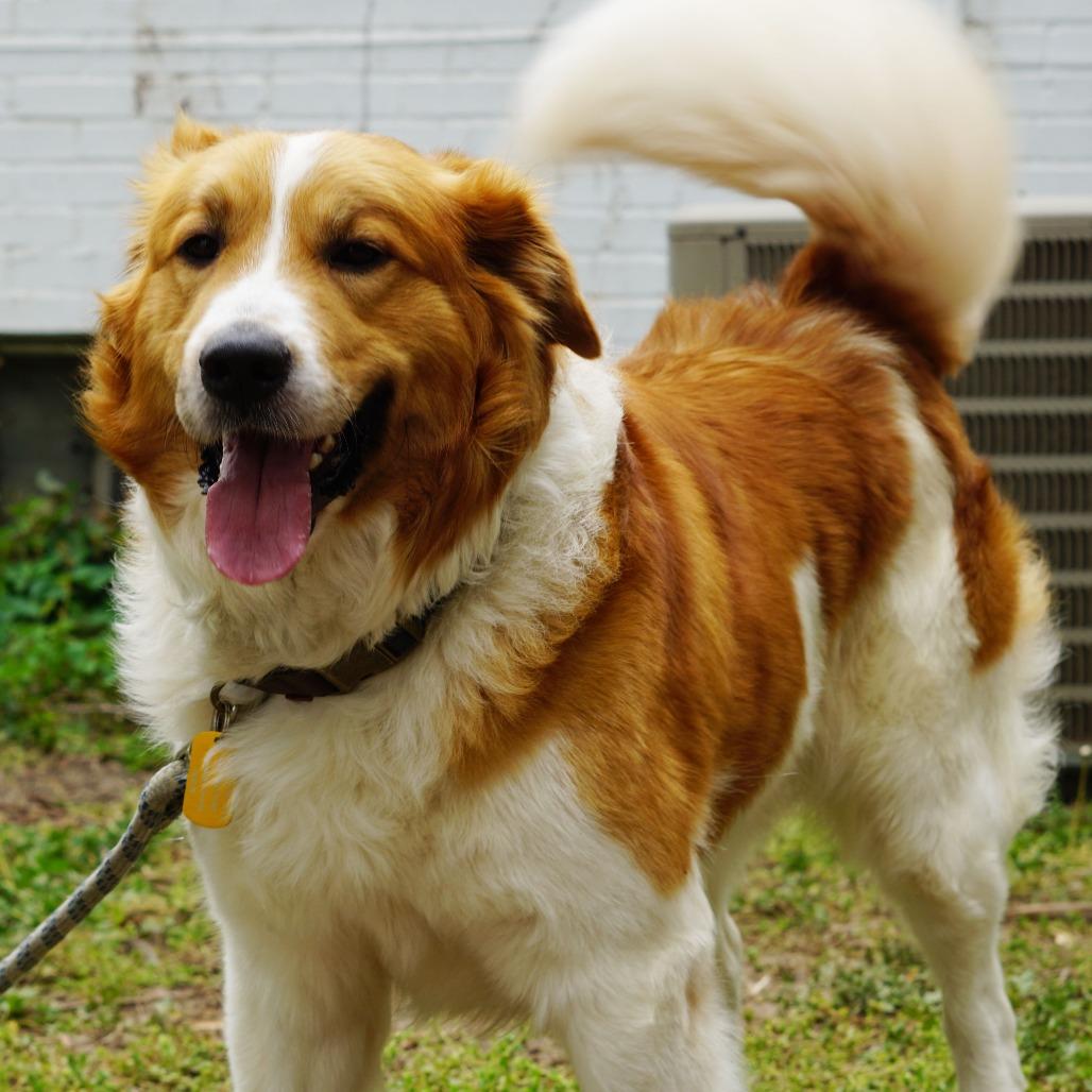 Enlarge Rowdy, a Adoptable mixed breed in Wichita, KS image 4/6