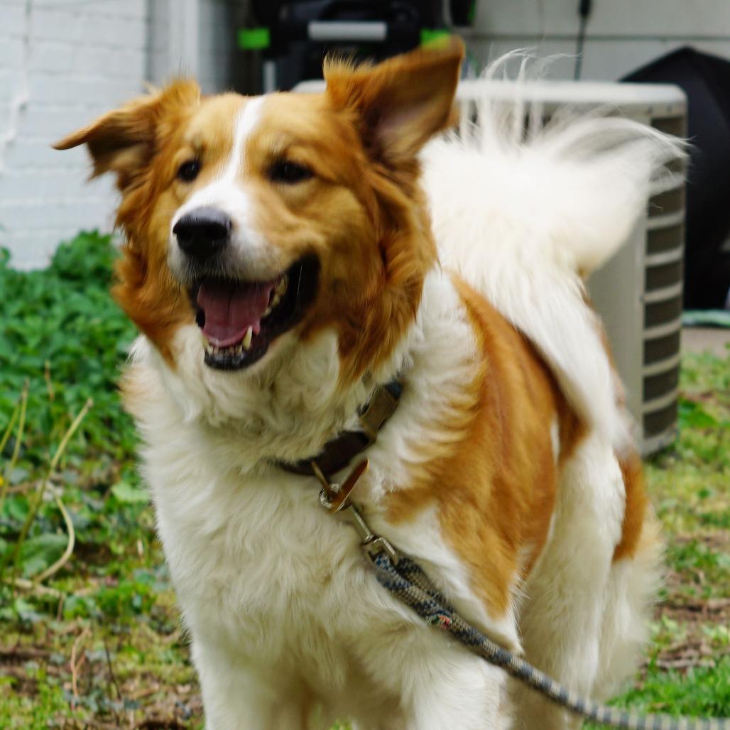 Enlarge Rowdy, a Adoptable mixed breed in Wichita, KS image 5/6