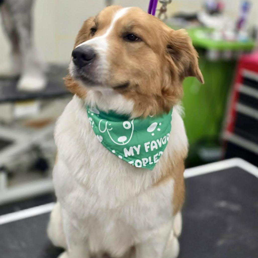 Enlarge Rowdy, a Adoptable mixed breed in Wichita, KS image 6/6