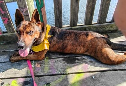 Bendy — thumbnail 3