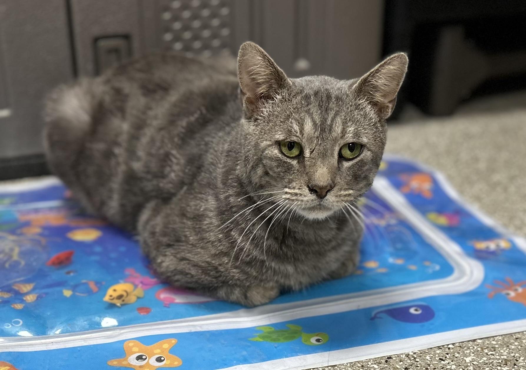 Turtle 🐢, ADOPTABLE, Adult Male Domestic Short Hair.