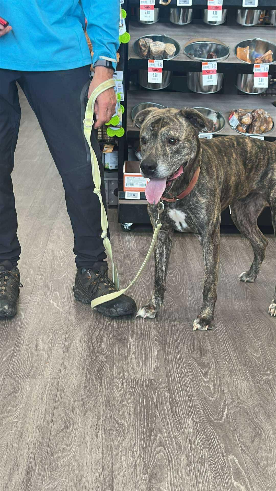 Kingston: Foster-to-adopt available, an adoptable Plott Hound, Terrier in Rochester, NY, 14609 | Photo Image 3