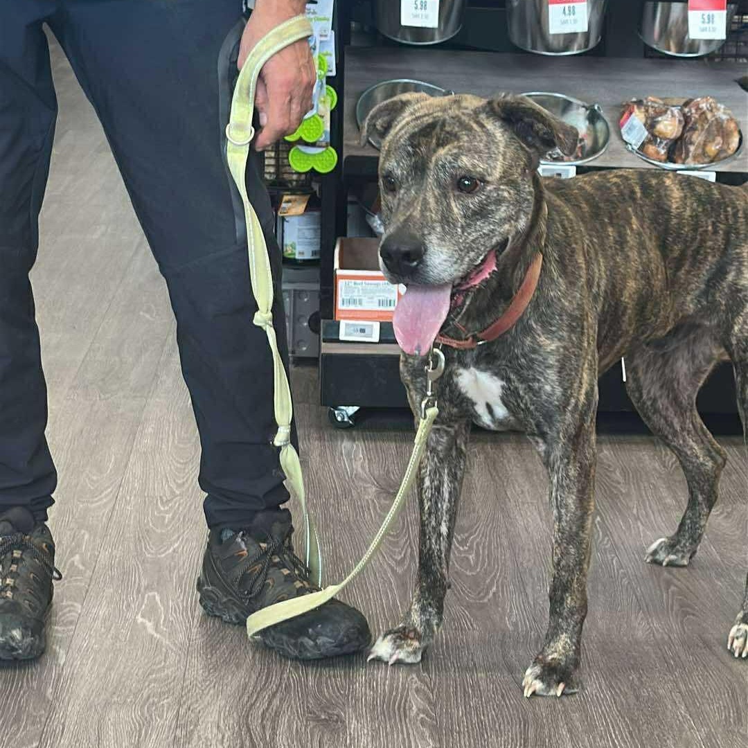 Enlarge Kingston: Foster-to-adopt available, a Adoptable mixed breed in Rochester, NY image 3/6