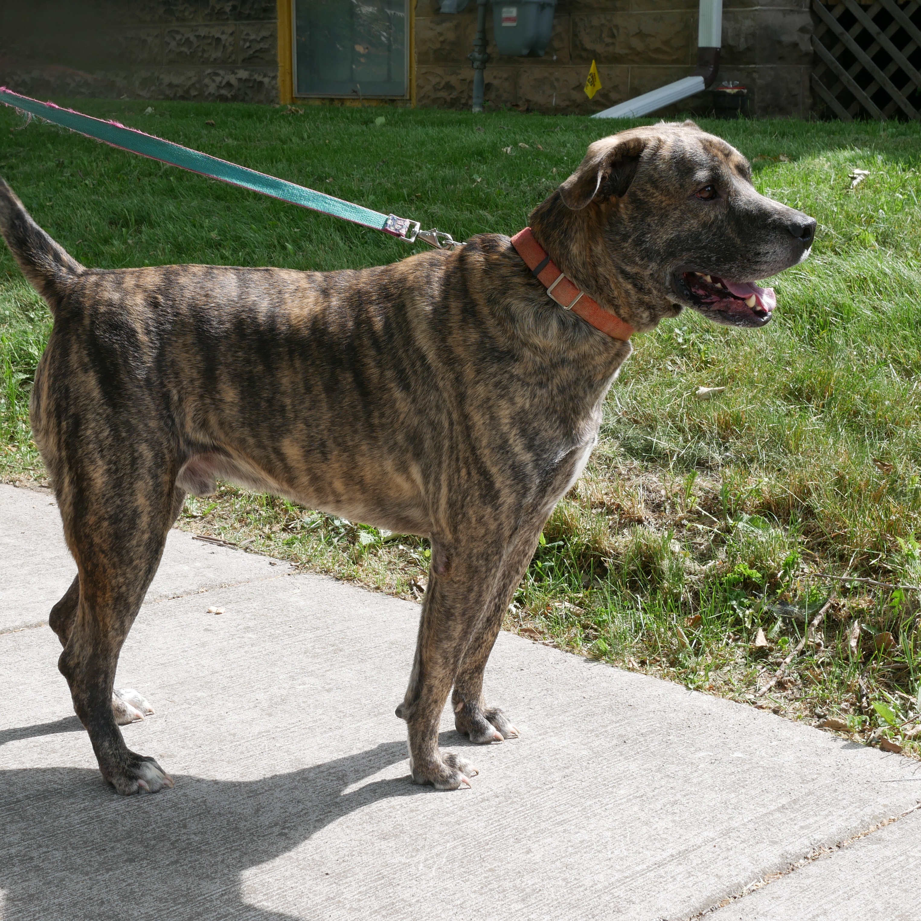 Enlarge Kingston: Foster-to-adopt available, a Adoptable mixed breed in Rochester, NY image 5/6