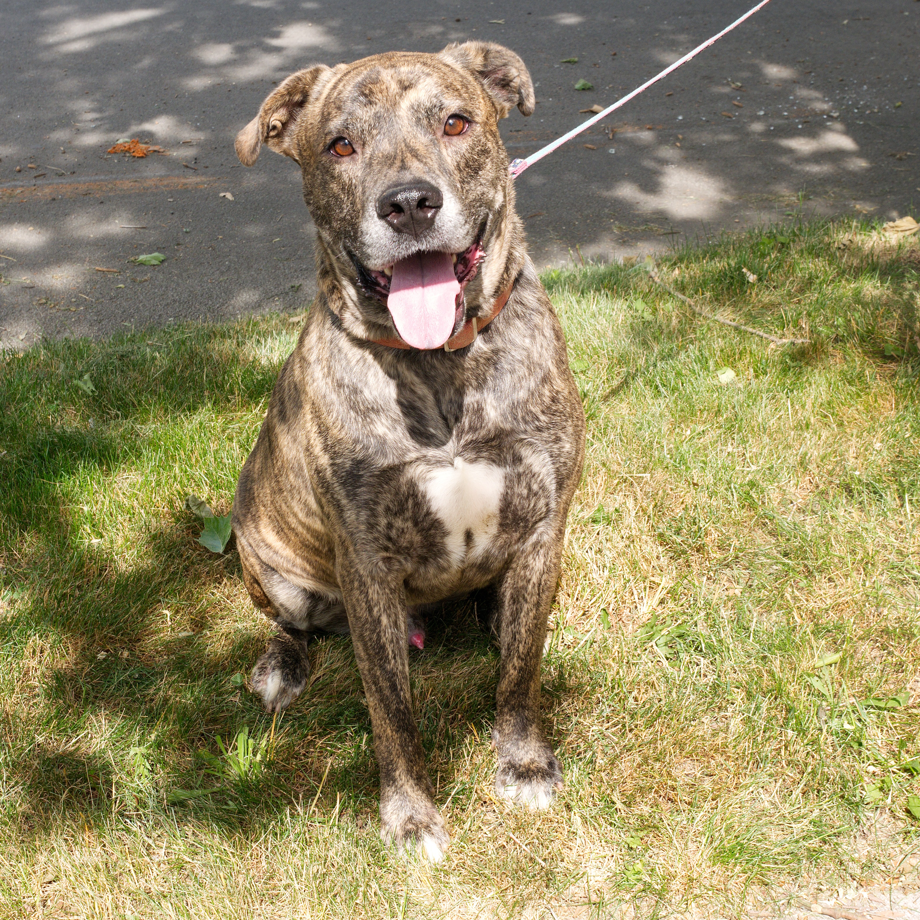 Enlarge Kingston: Foster-to-adopt available, a Adoptable mixed breed in Rochester, NY image 4/6