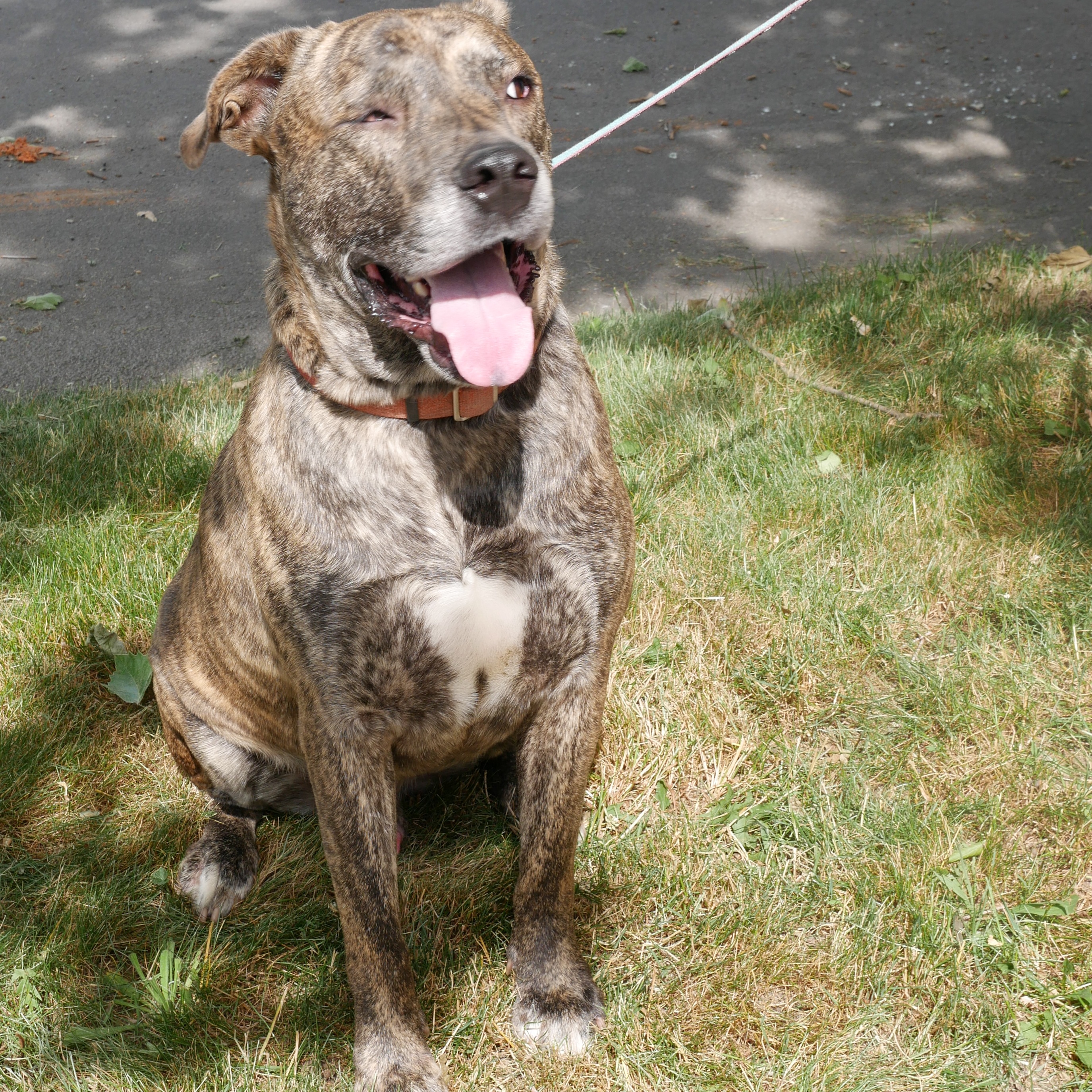 Enlarge Kingston: Foster-to-adopt available, a Adoptable mixed breed in Rochester, NY image 6/6