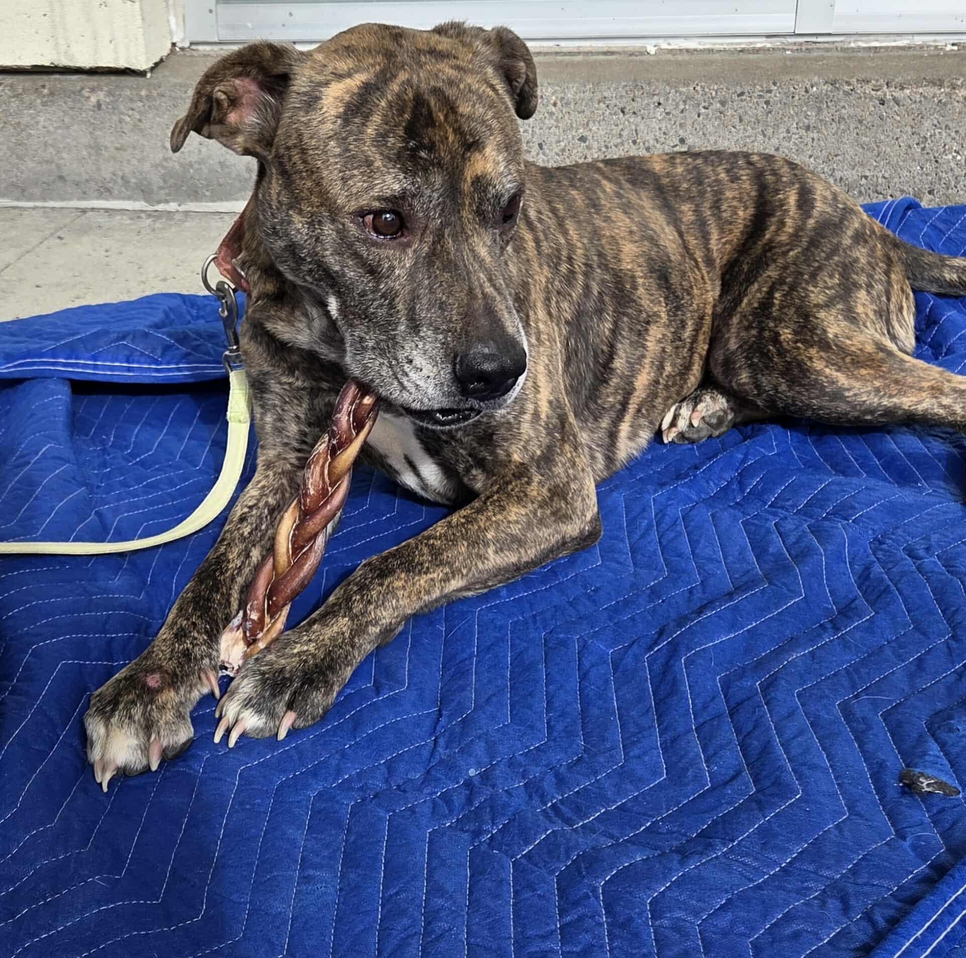 Kingston: Foster-to-adopt available, an adoptable Plott Hound, Terrier in Rochester, NY, 14609 | Photo Image 1