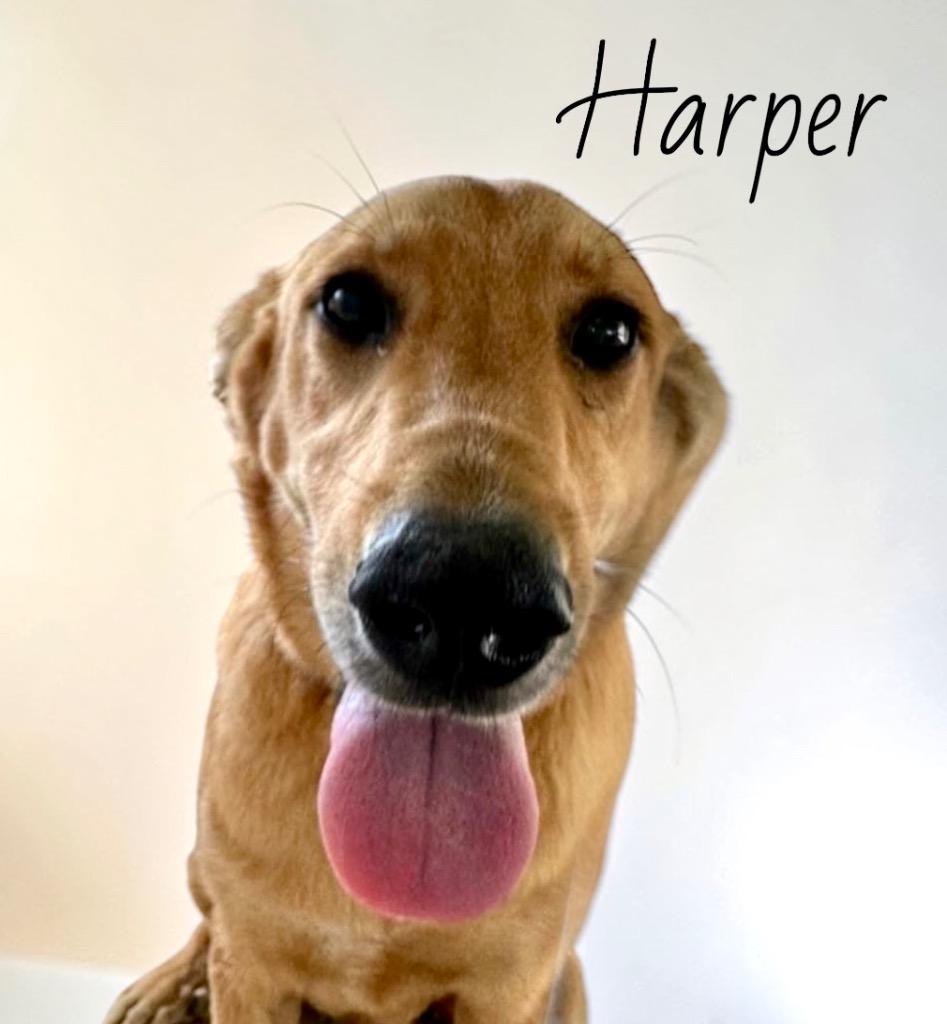Enlarge Harper, a Adoptable mixed breed in West Bloomfield, MI image 2/6