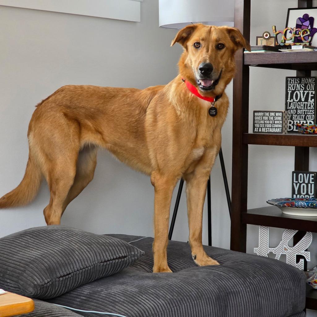 Enlarge Harper, a Adoptable mixed breed in West Bloomfield, MI image 3/6