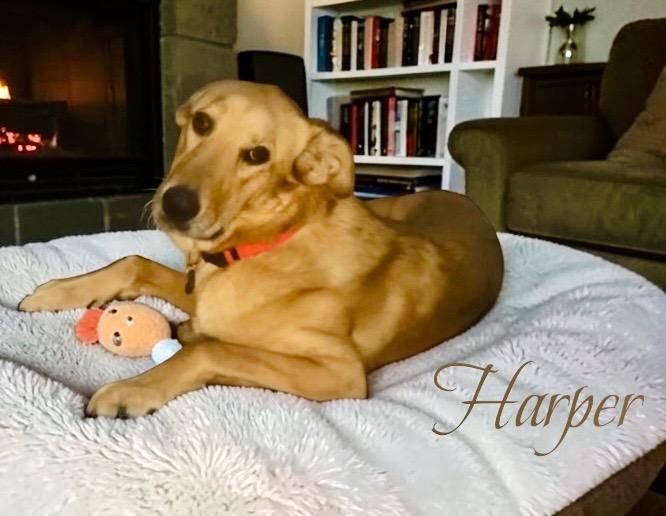 Enlarge Harper, a Adoptable mixed breed in West Bloomfield, MI image 4/6