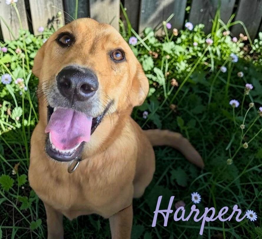 Enlarge Harper, a Adoptable mixed breed in West Bloomfield, MI image 5/6