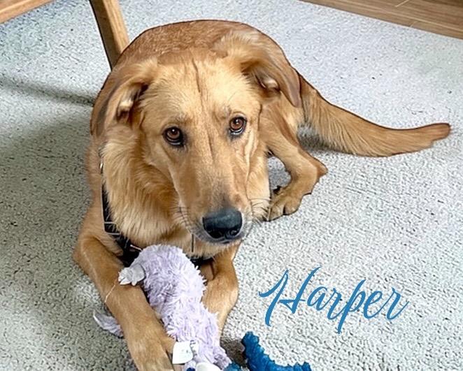 Enlarge Harper, a Adoptable mixed breed in West Bloomfield, MI image 6/6