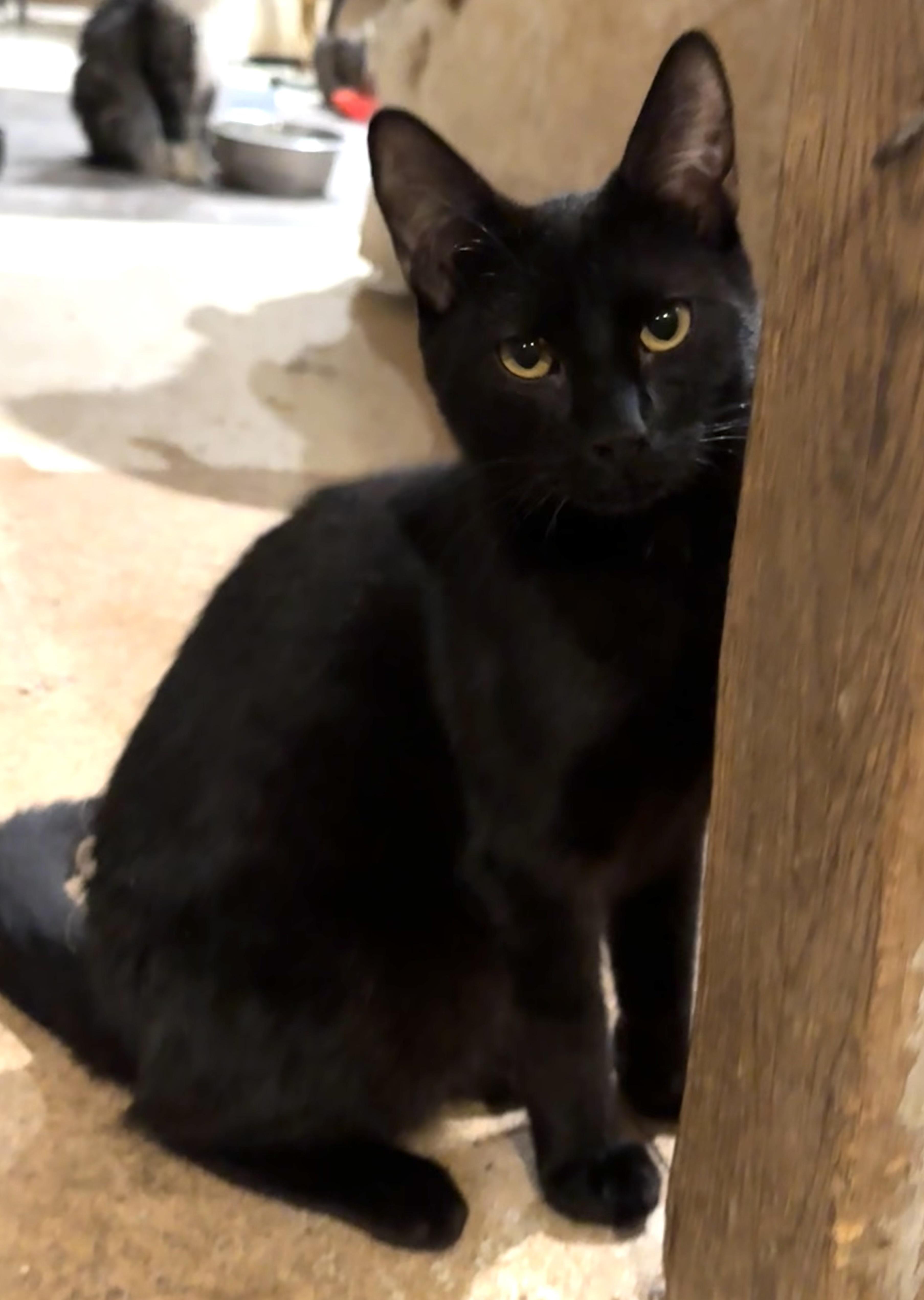 Coal, Adoptable, Young Male Domestic Short Hair.