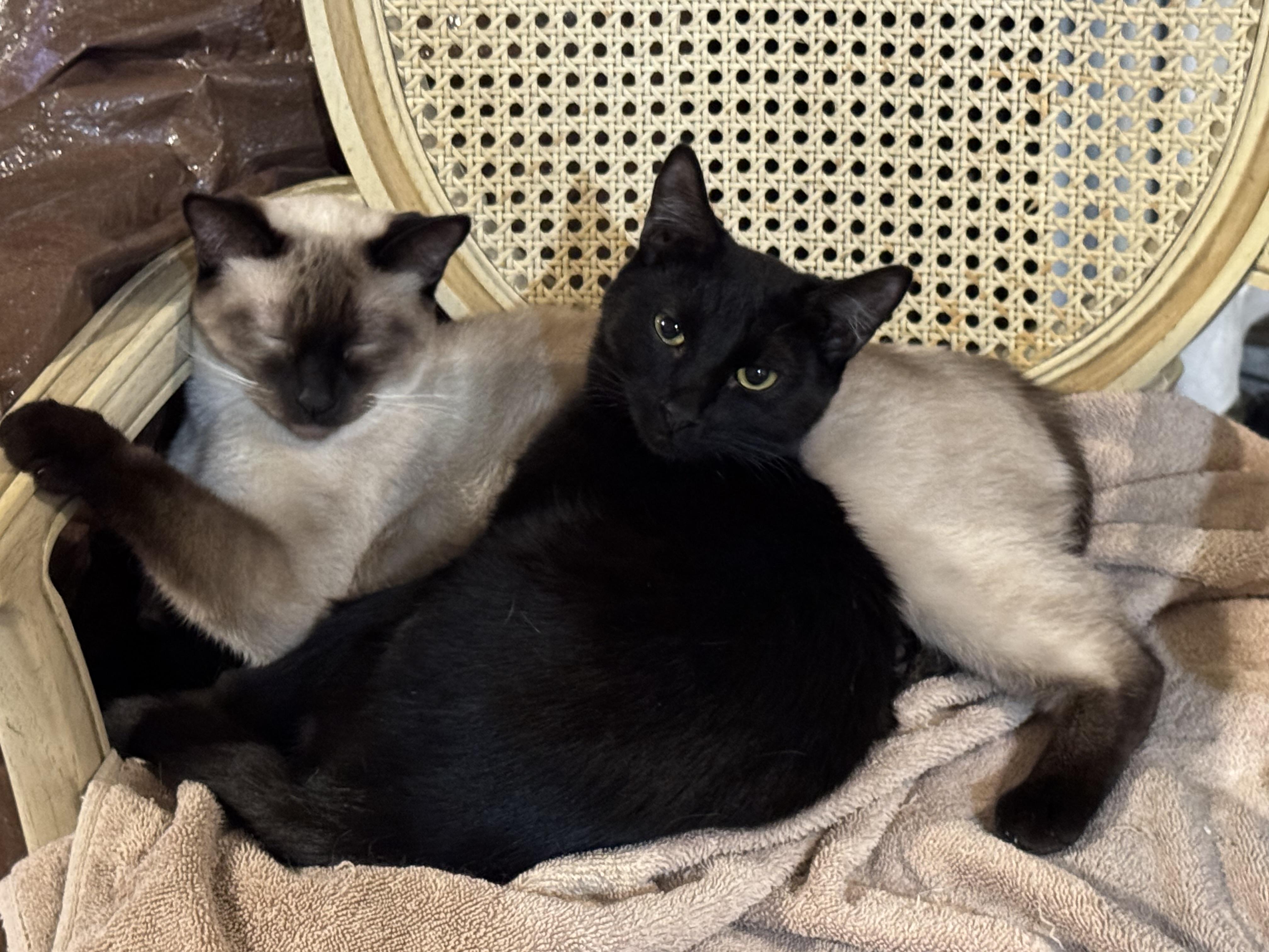 Coal, a Adoptable Domestic Short Hair in Portland, OR image 3/3