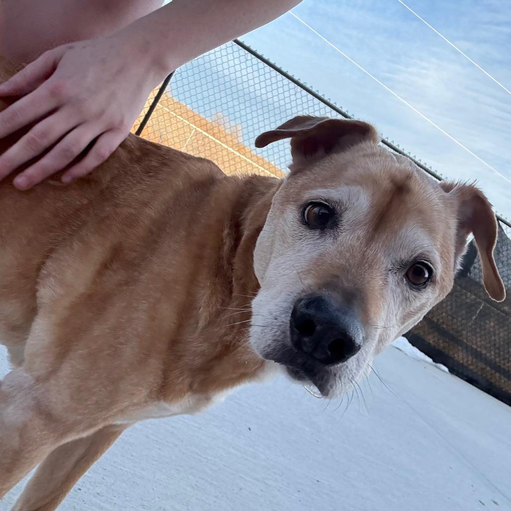 Enlarge Duke, a Adoptable Mixed Breed in Monticello, IA image 4/4