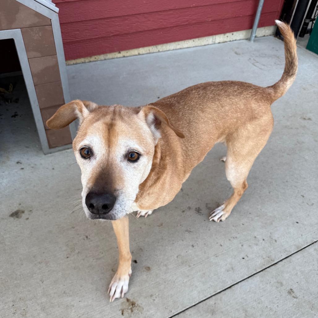 Enlarge Duke, a Adoptable Mixed Breed in Monticello, IA image 3/4