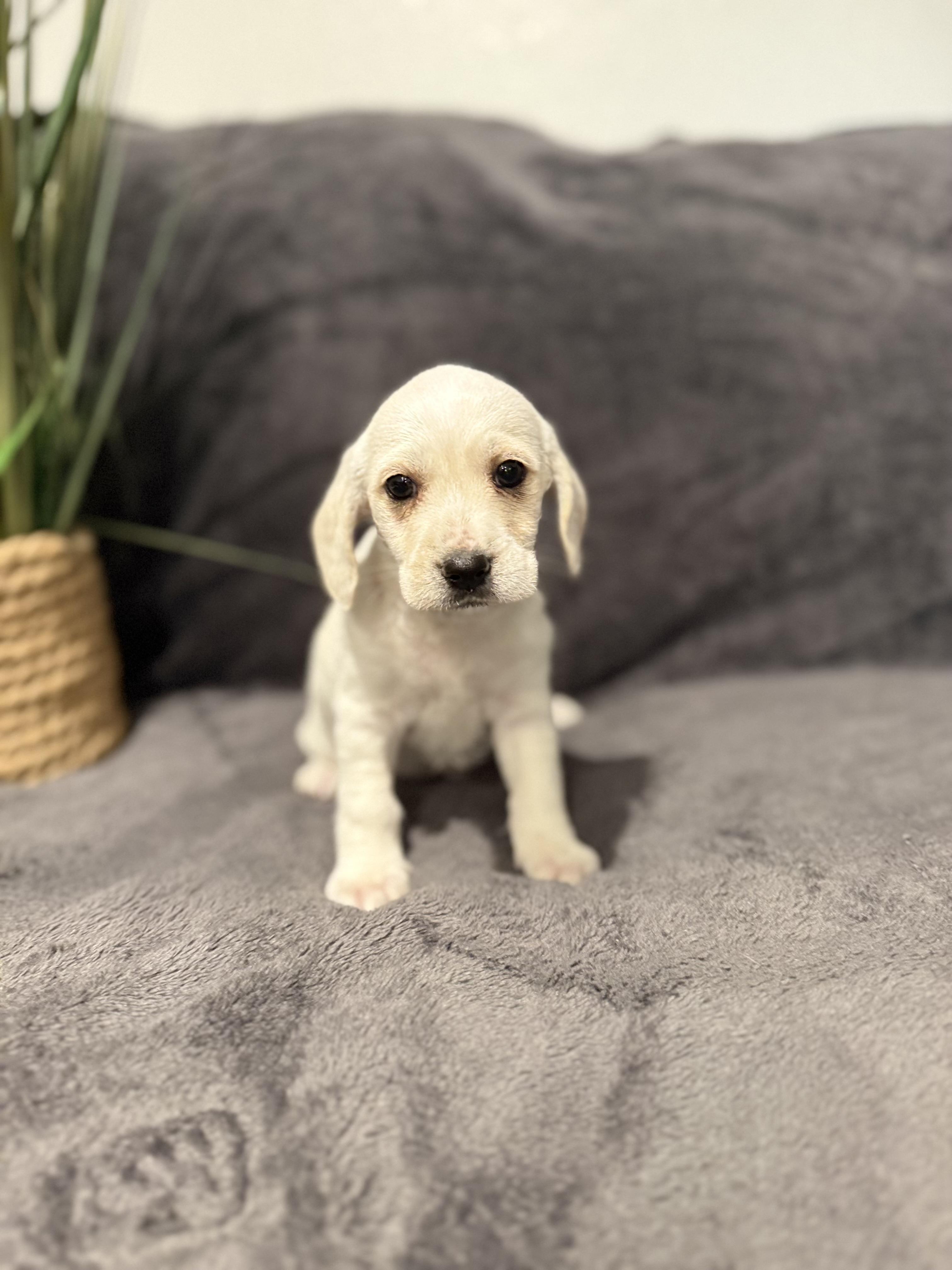 Enlarge Olaf , a ADOPTABLE mixed breed in Hales corners, WI image 3/3