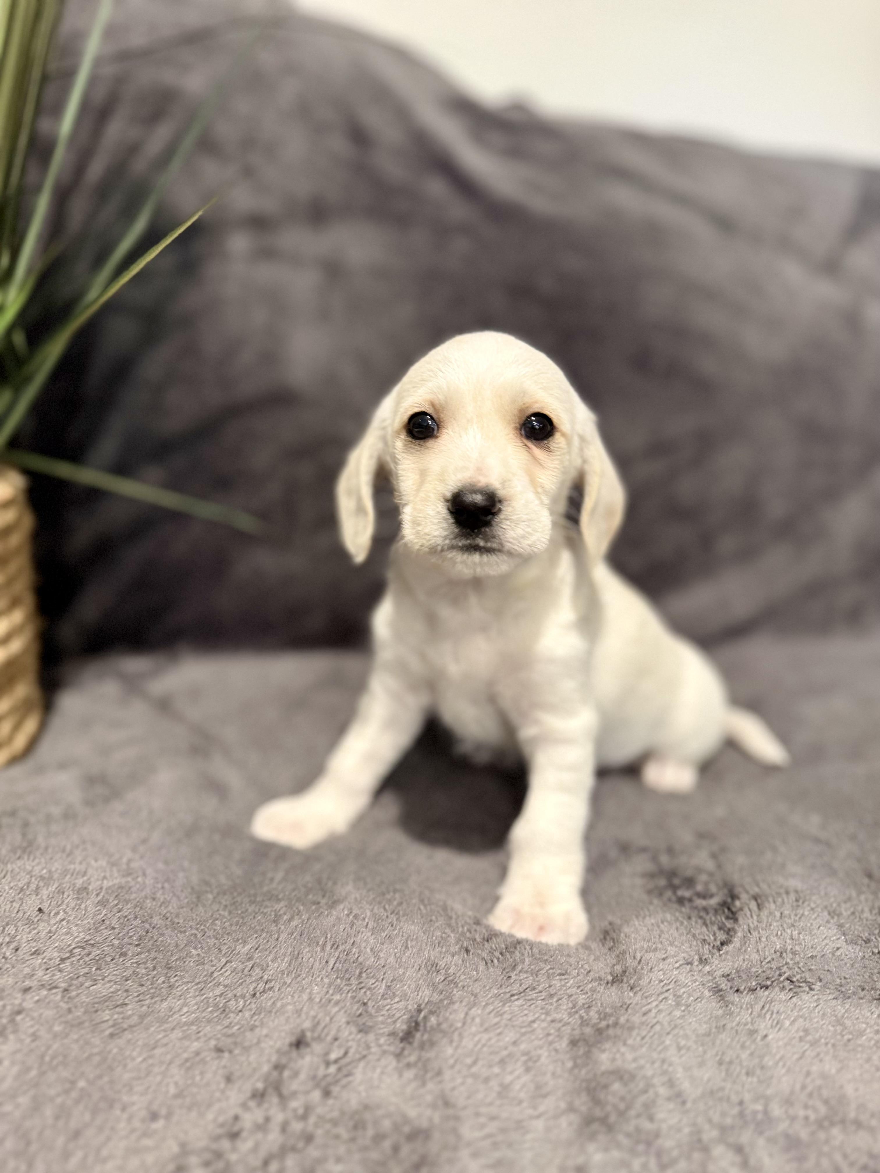 Enlarge Olaf , a ADOPTABLE mixed breed in Hales corners, WI image 1/3