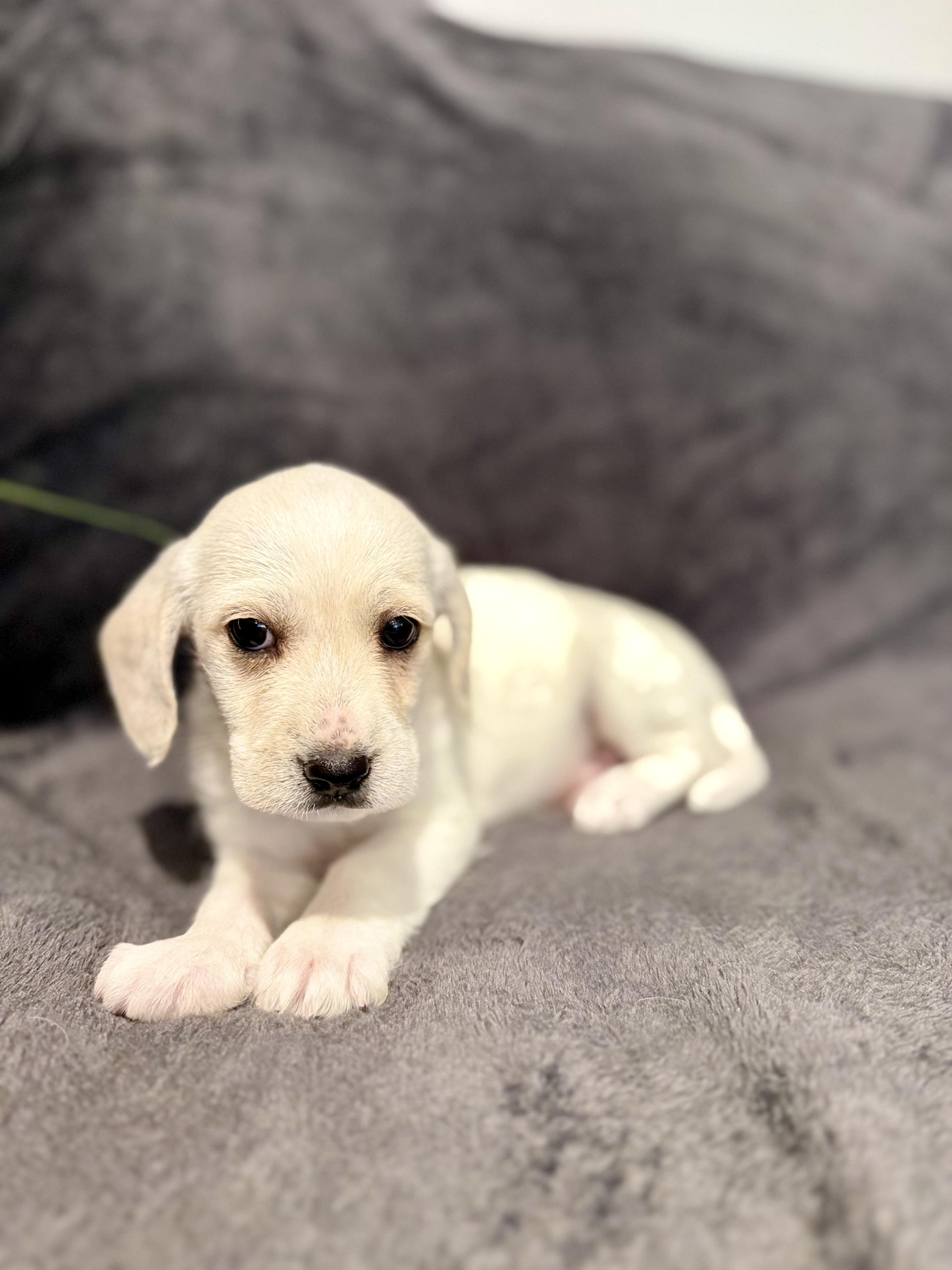 Enlarge Olaf , a ADOPTABLE mixed breed in Hales corners, WI image 2/3