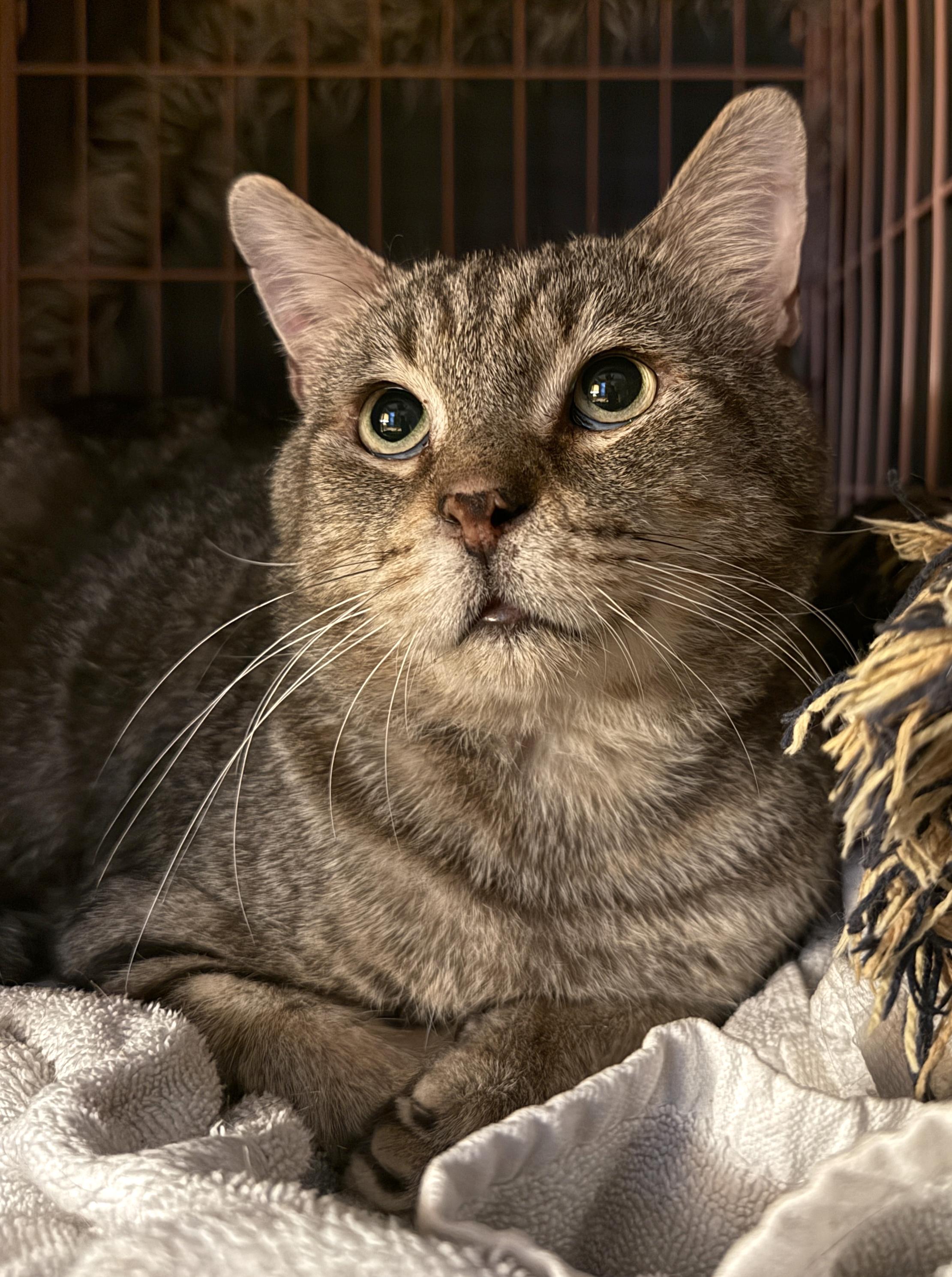Enlarge Nigel, a Adoptable mixed breed in Hilton Head Island, SC image 2/6