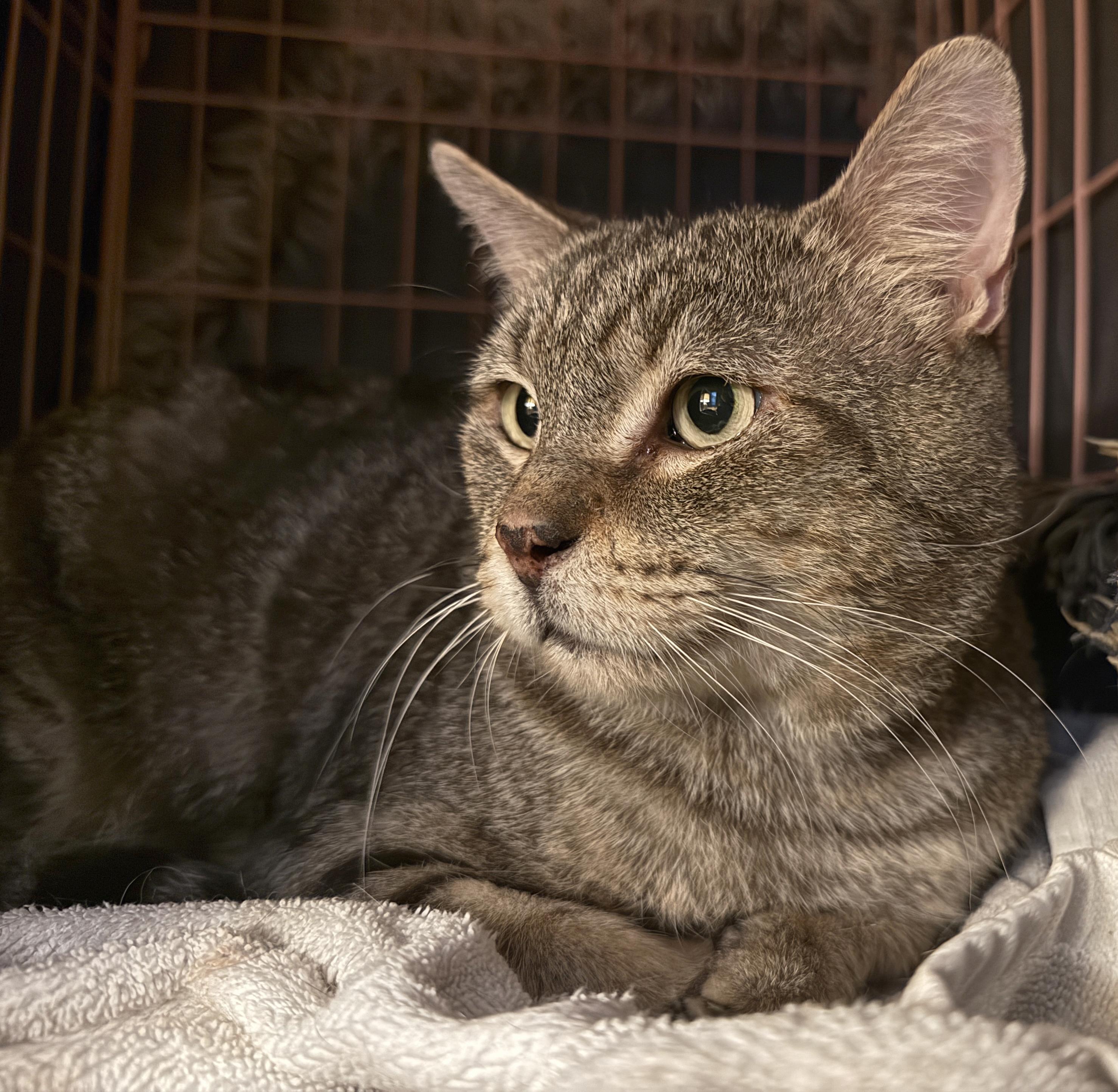 Enlarge Nigel, a Adoptable mixed breed in Hilton Head Island, SC image 3/6