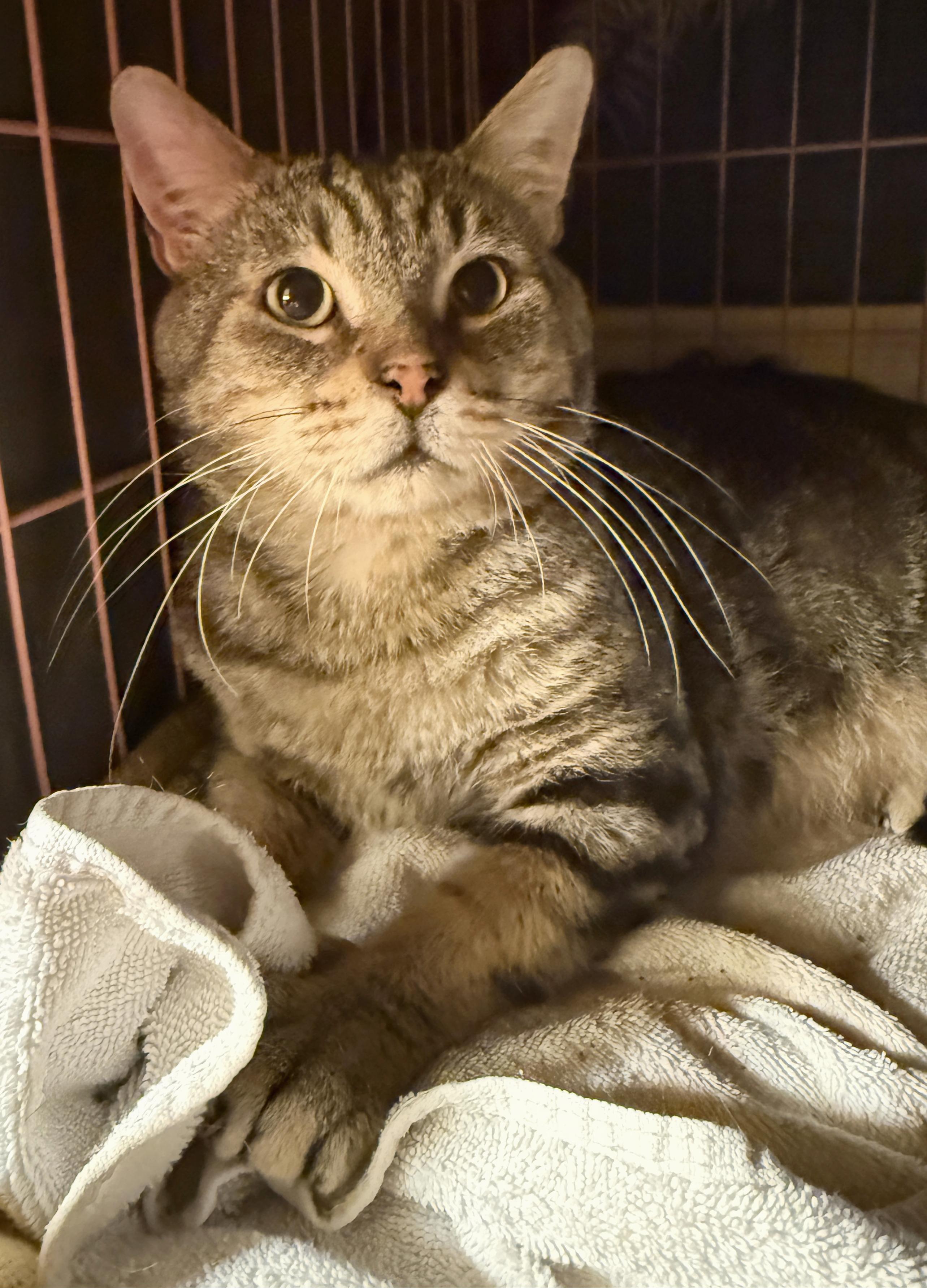 Nigel, Adoptable, Adult Male Tabby & Domestic Short Hair.