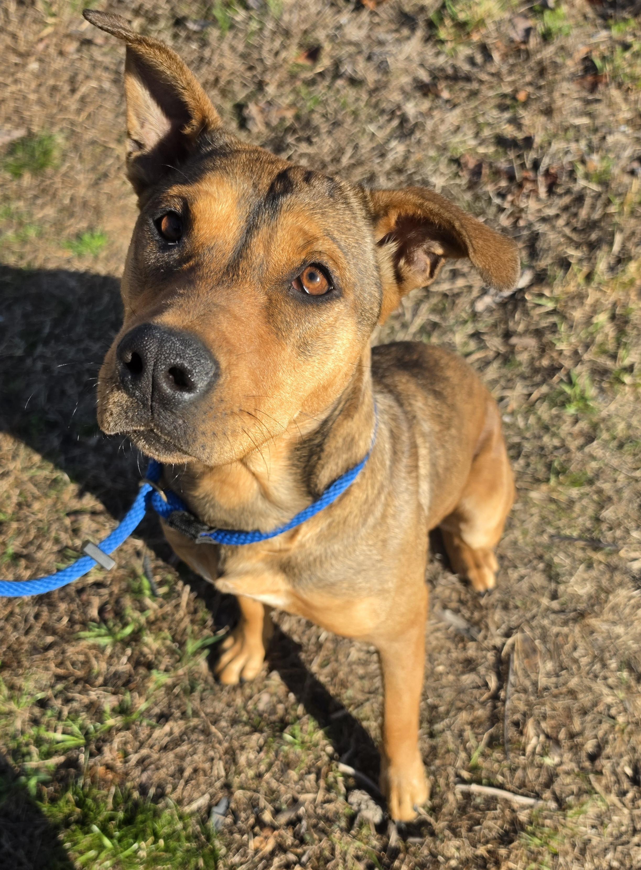 Tera, ADOPTABLE, Adult Female Shepherd.