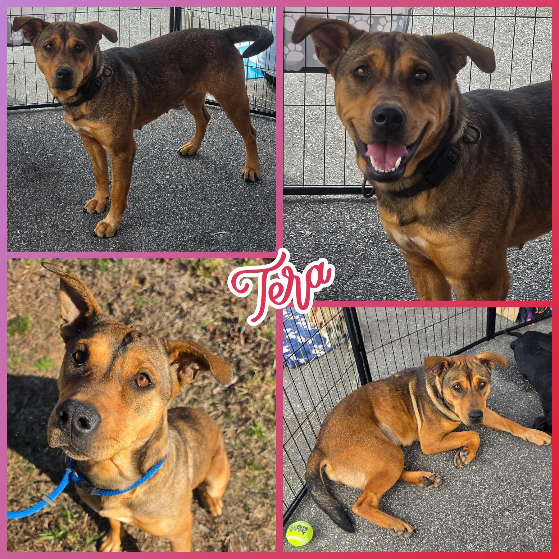 Tera, ADOPTABLE, Adult Female Shepherd.