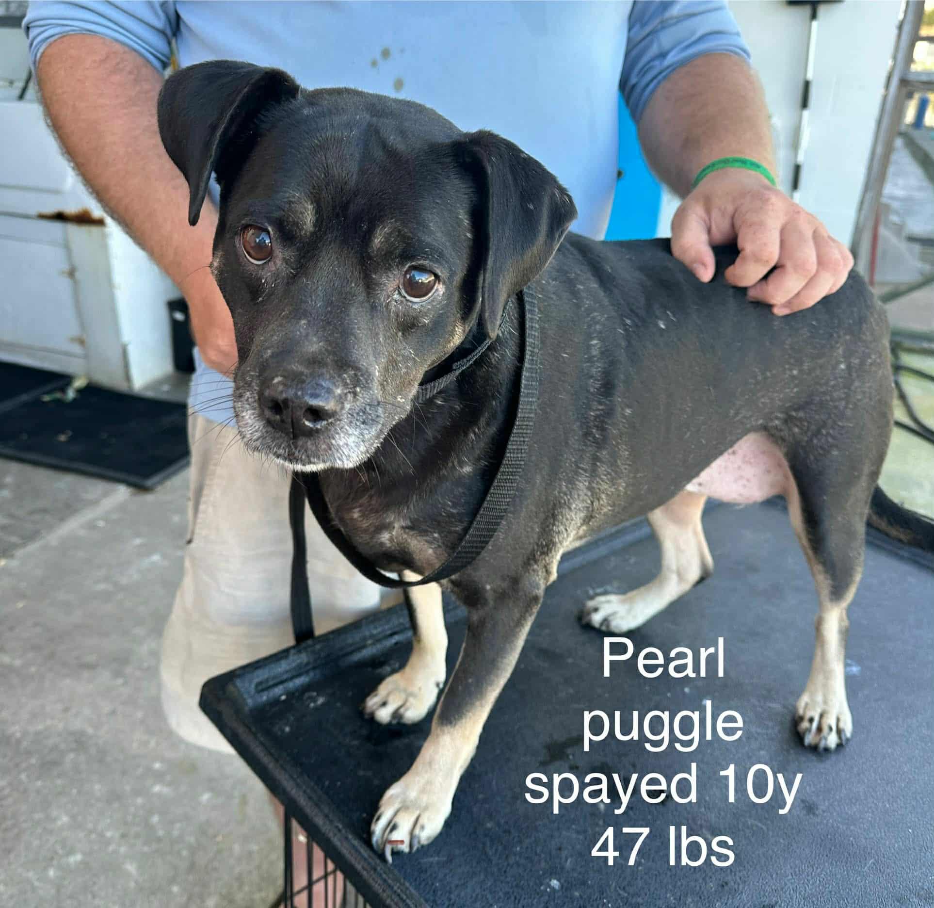 Pearl *foster needed*