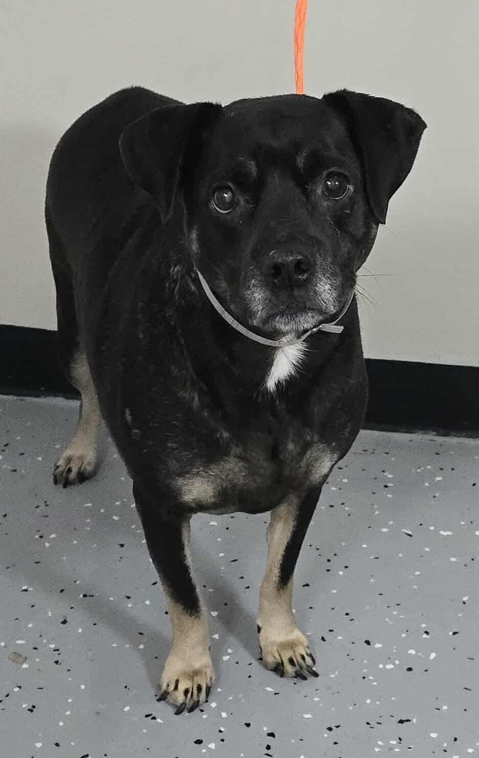 Pearl *foster needed*, an adoptable Puggle, Beagle in New York, NY, 10010 | Photo Image 3