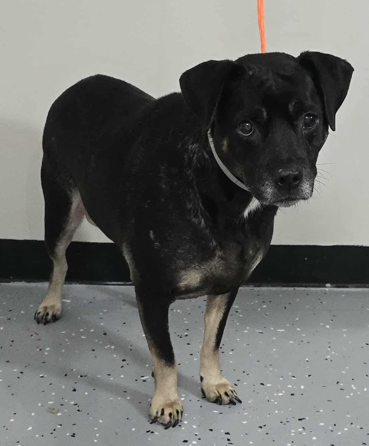 Pearl *foster needed*, an adoptable Puggle, Beagle in New York, NY, 10010 | Photo Image 1