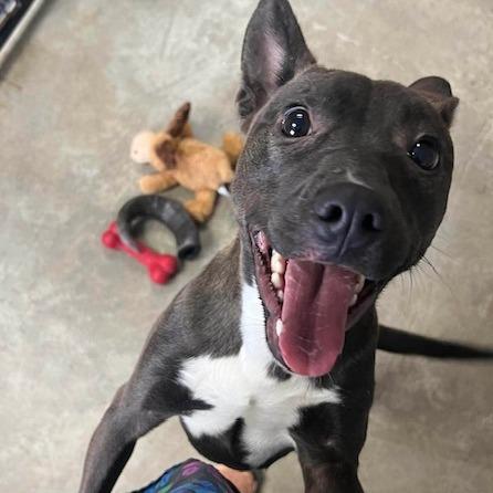 Luna, Adoptable, Young Female Belgian Shepherd / Malinois & Mixed Breed.