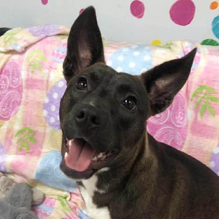 Luna, a Adoptable mixed breed in Archbold , OH image 2/4