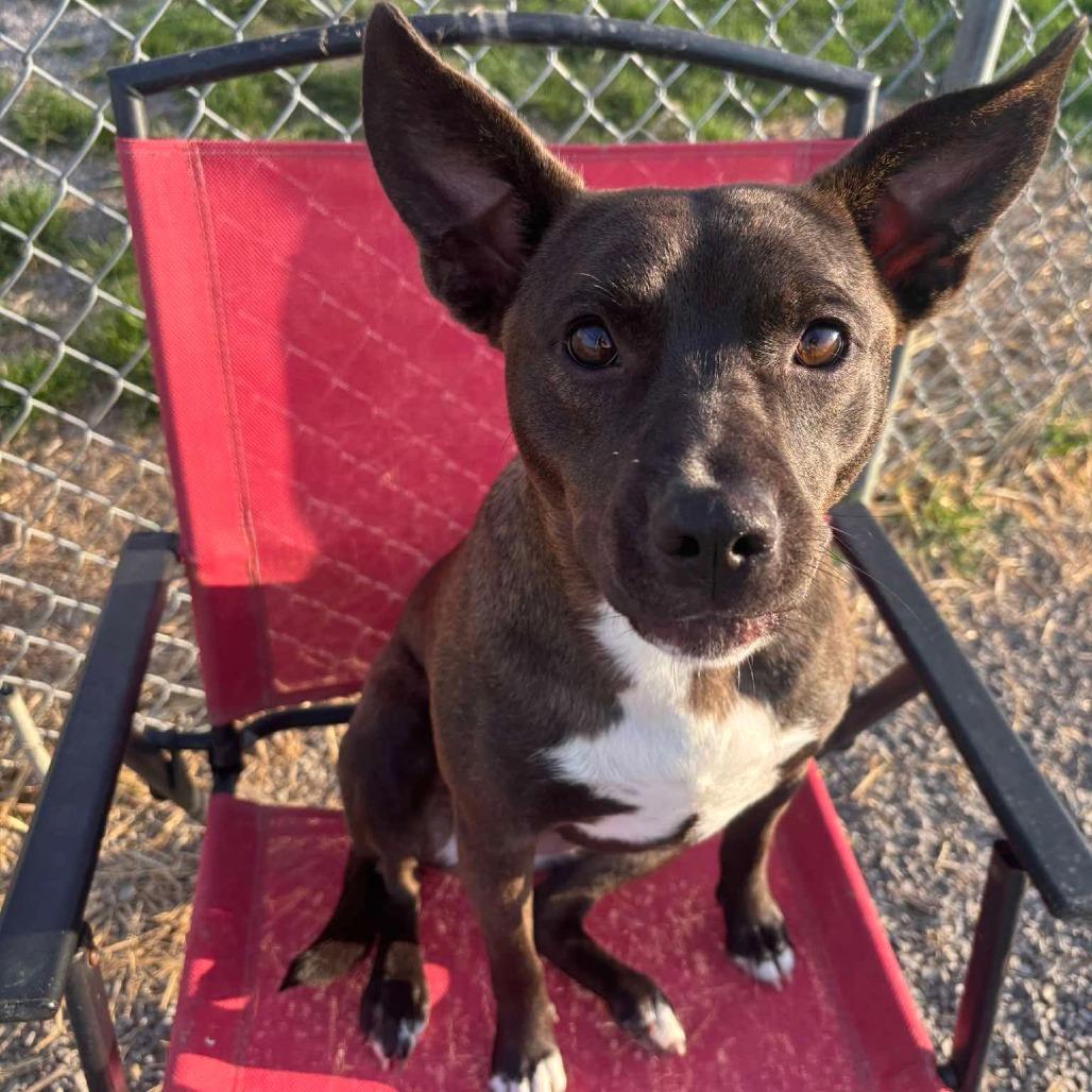 Luna, a Adoptable mixed breed in Archbold , OH image 3/4