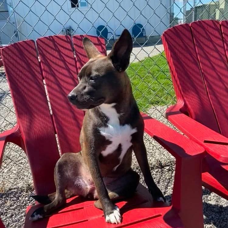 Luna, a Adoptable mixed breed in Archbold , OH image 4/4