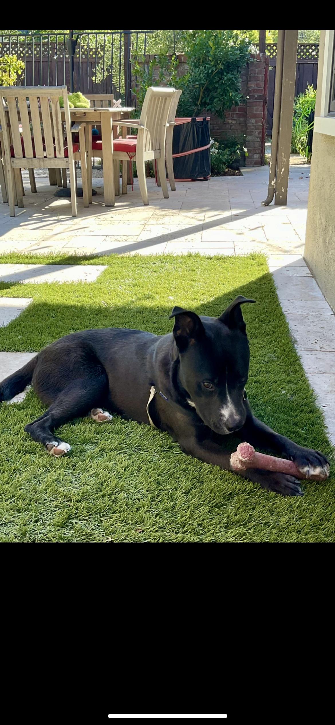 Veggie, Adoptable, Young Male Terrier & Border Collie.