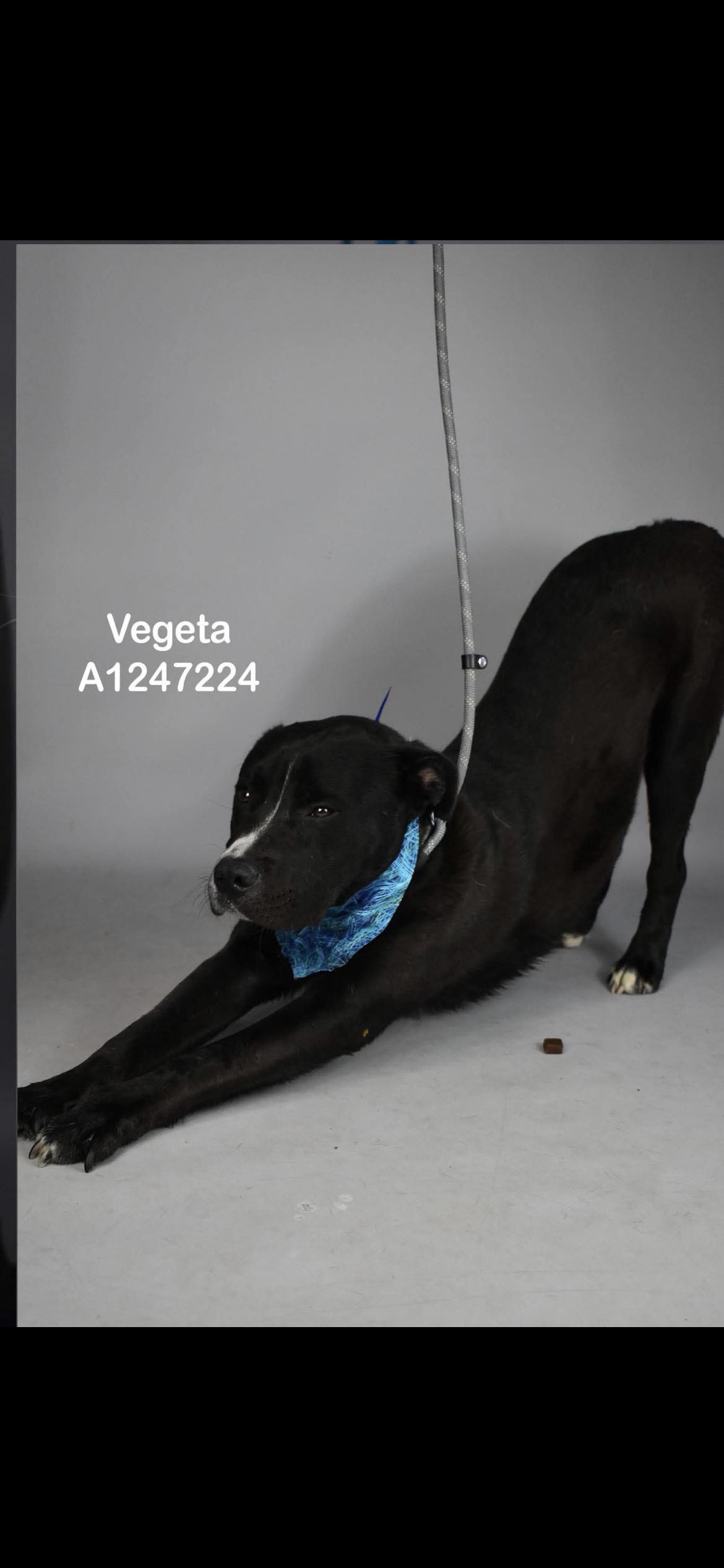 Enlarge Veggie, a Adoptable mixed breed in Hamden, CT image 4/6