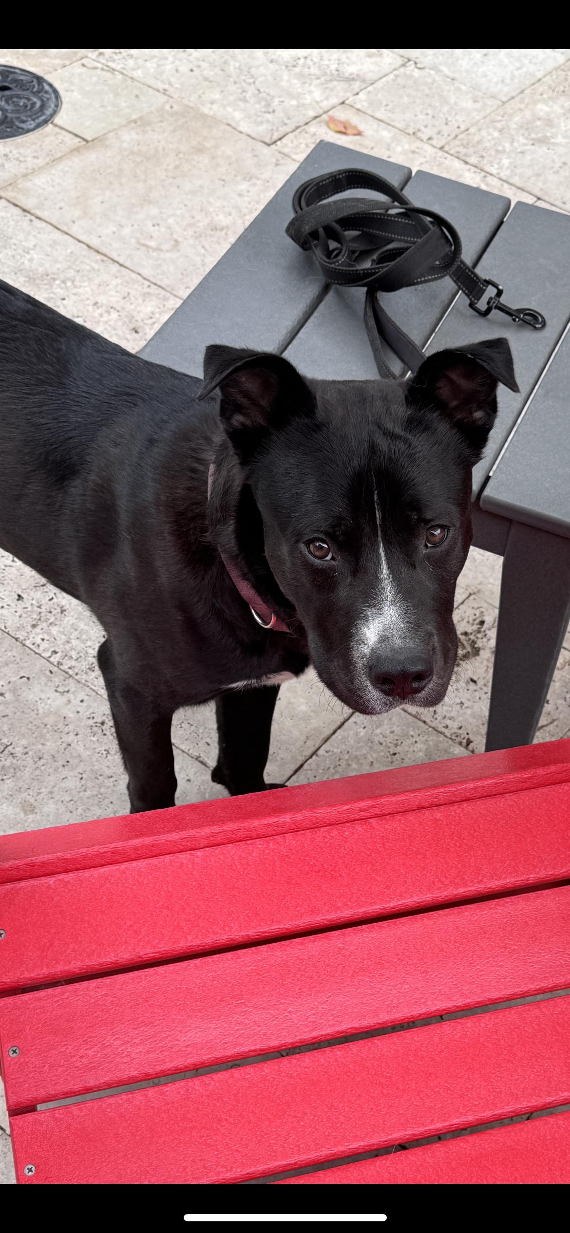 Enlarge Veggie, a Adoptable mixed breed in Hamden, CT image 5/6