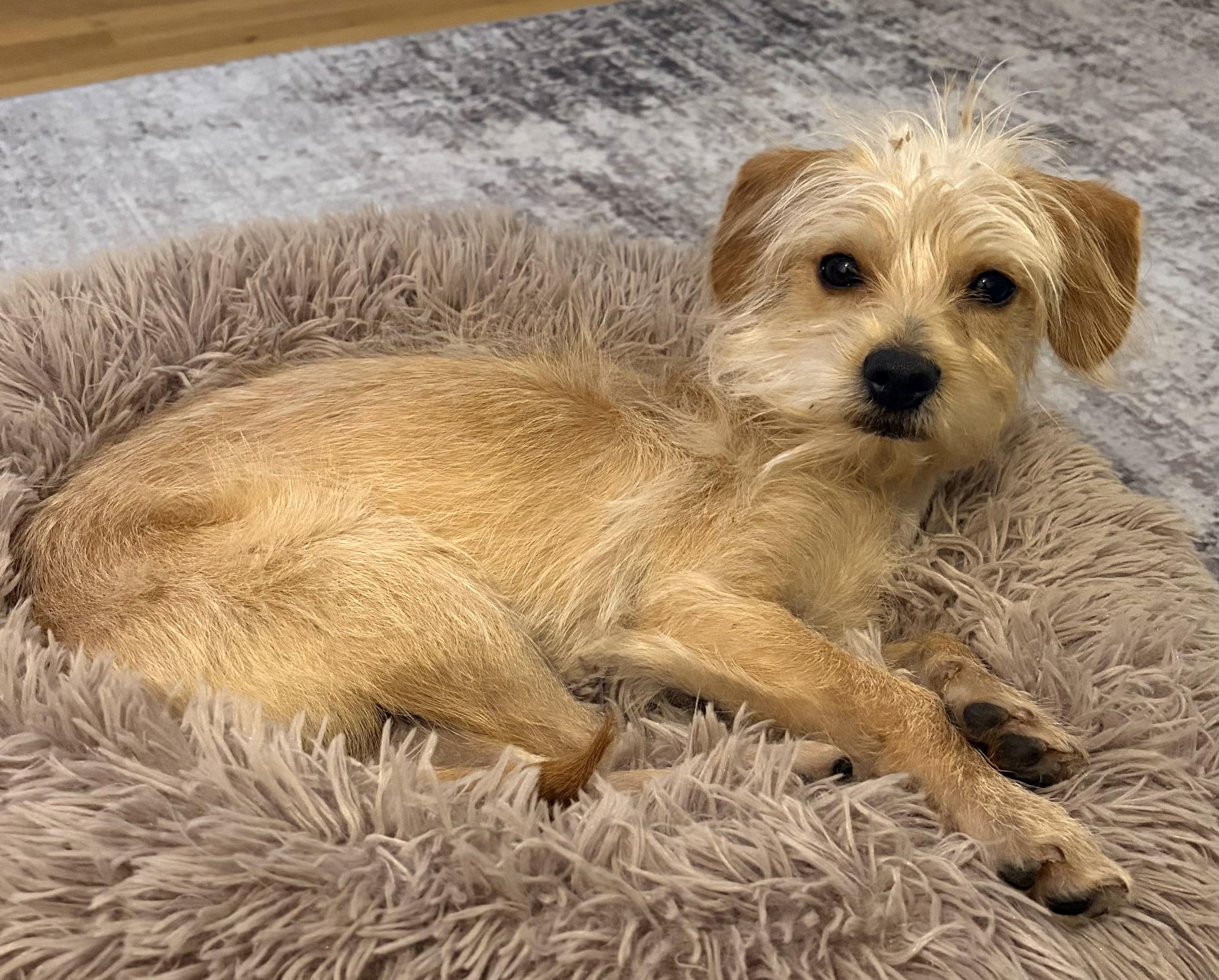 Enlarge Henry, an adoptable mixed breed in Brooklyn, NY image 5/6