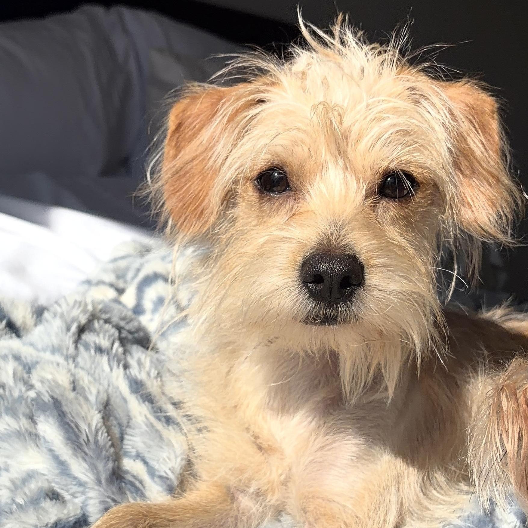 Enlarge Henry, an adoptable mixed breed in Brooklyn, NY image 1/6