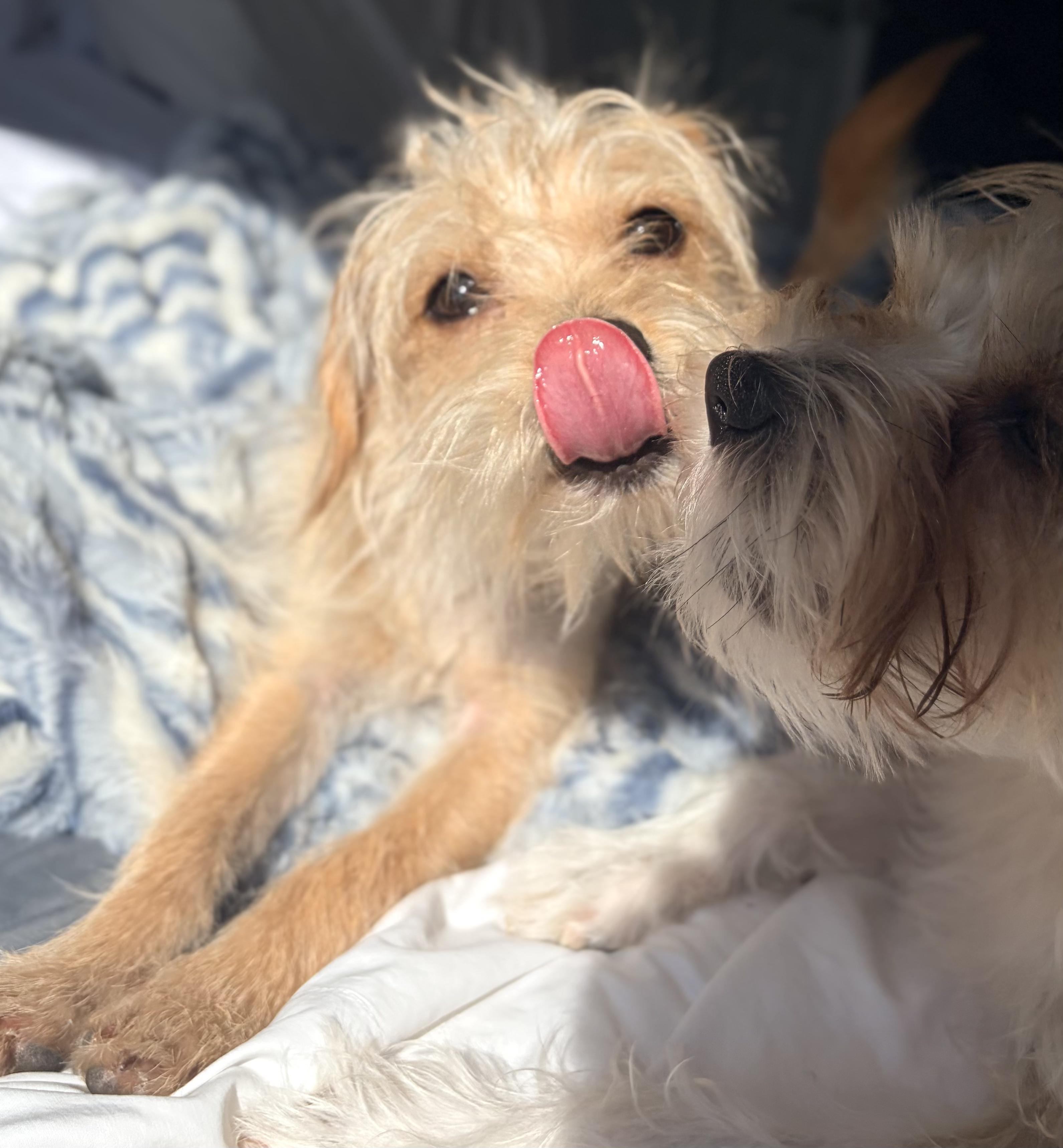 Enlarge Henry, an adoptable mixed breed in Brooklyn, NY image 6/6