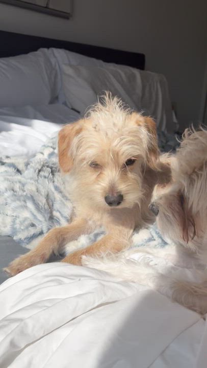 Enlarge Henry, an adoptable mixed breed in Brooklyn, NY video 2/6